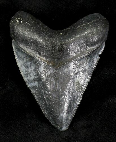 Serrated Juvenile Megalodon Tooth - Florida #21173